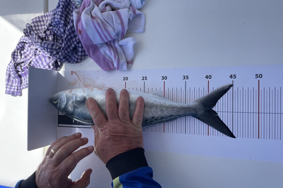 Mikayla Binns caught this 40.5cm Kahawai at Northland during The Export NZ Fishing Competition