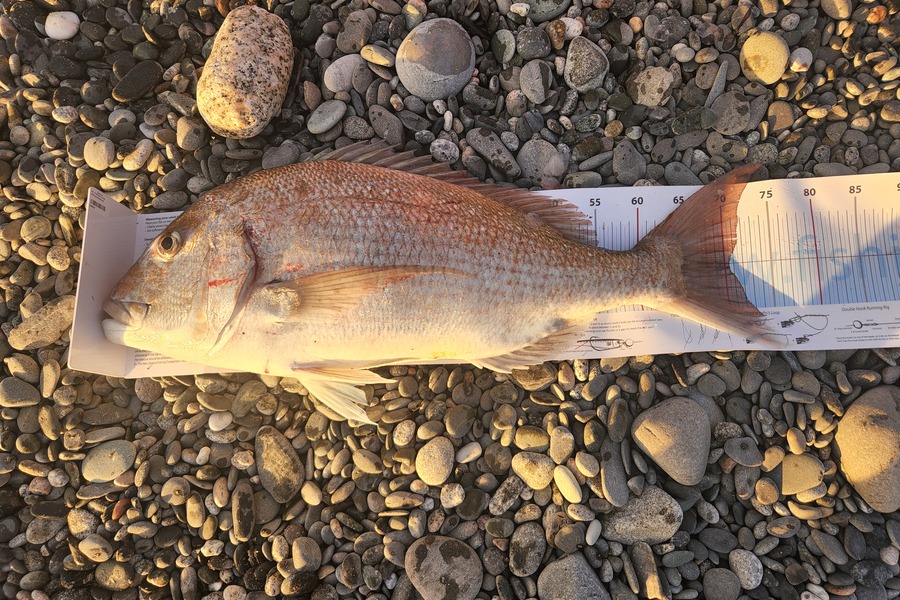 Paul Gebbie caught this 70.5cm Snapper at West Coast during The Export NZ Fishing Competition