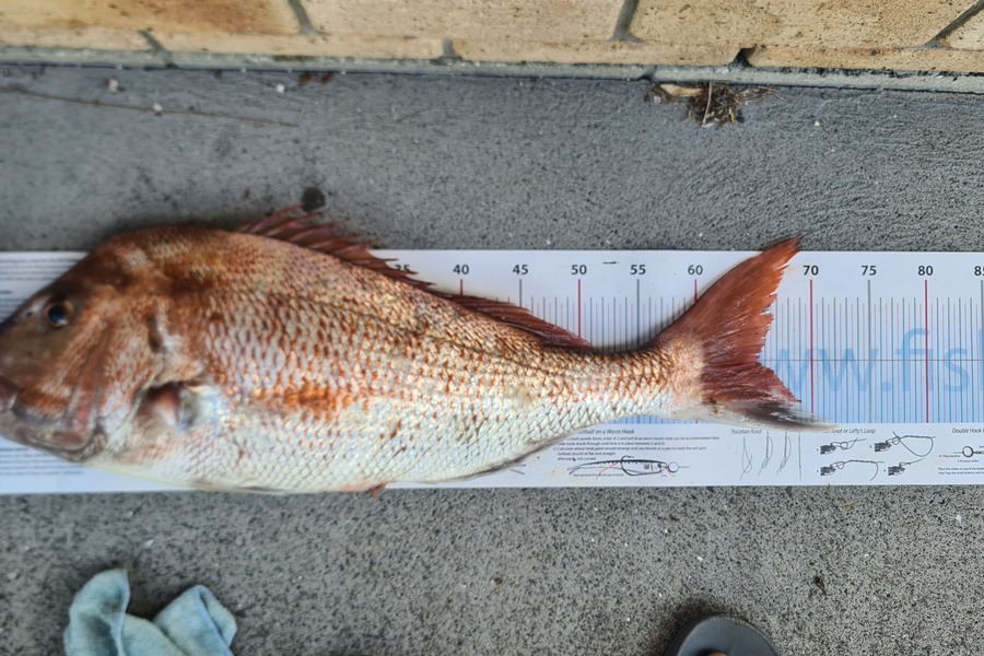 Mike Blowers caught this 65.0cm Snapper at Northland during The Export NZ Fishing Competition
