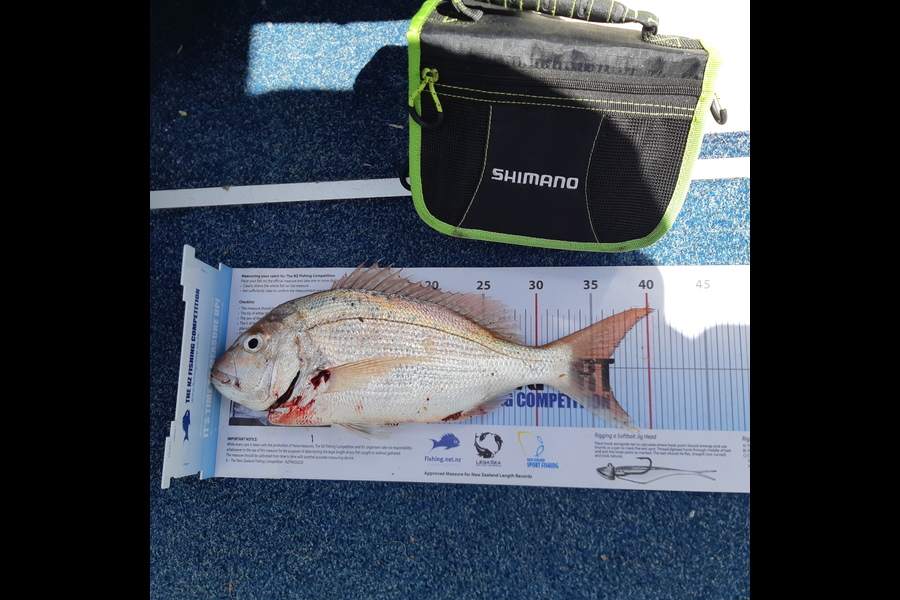 Lorraine Rolston caught this 36.0cm Snapper at Nelson/Marlborough during The Export NZ Fishing Competition