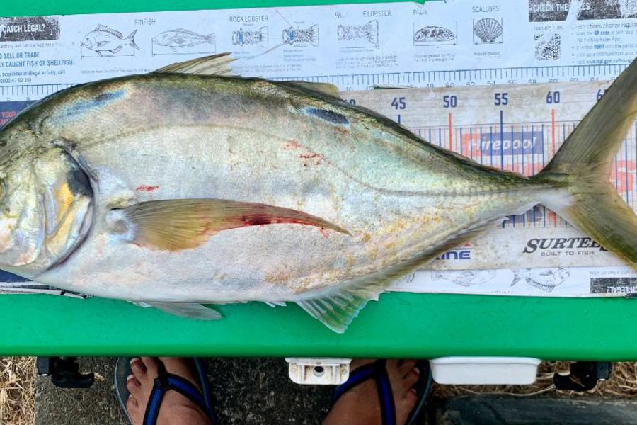 John Ra caught this 65.0cm Trevally at Northland during The Export NZ Fishing Competition