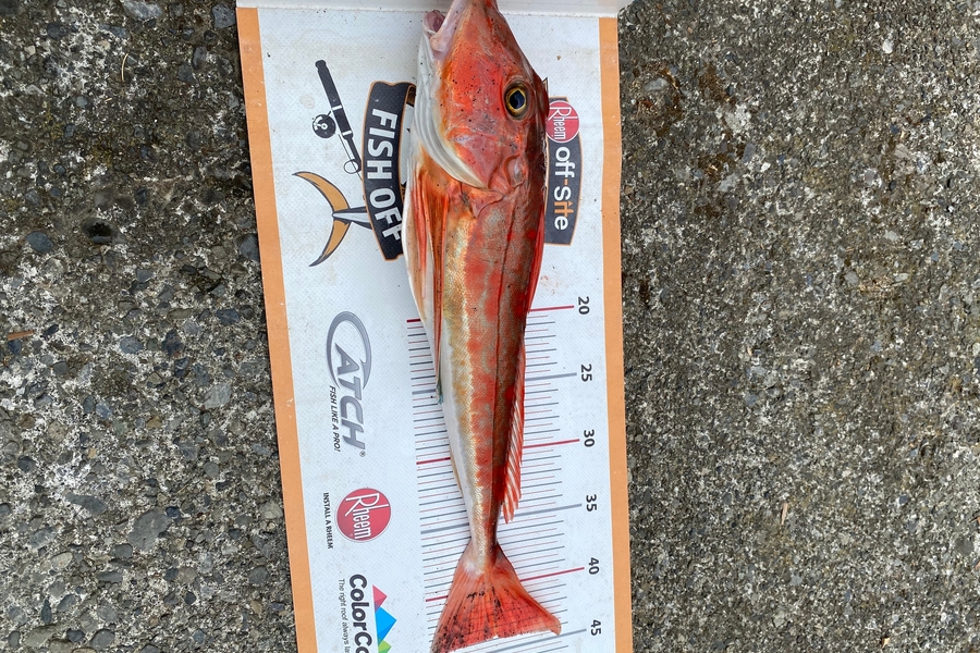 Dale Hemi caught this 44.0cm Gurnard at Wairarapa
 during The Export NZ Fishing Competition