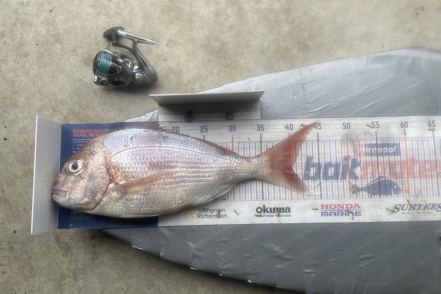 Graeme Duncan caught this 40.0cm Snapper at Bay of Plenty during The Export NZ Fishing Competition