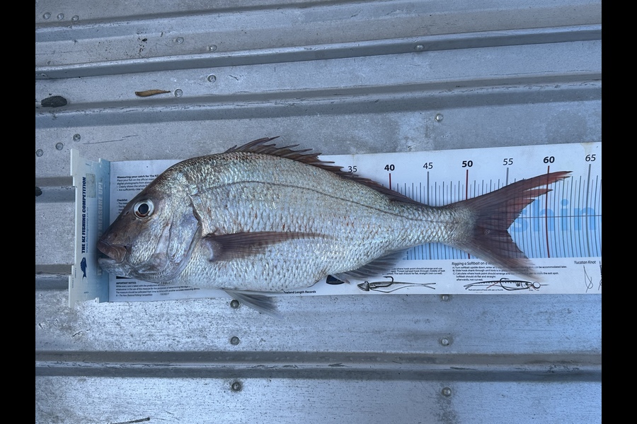 Bob Faram caught this 55.0cm Snapper at Auckland during The Export NZ Fishing Competition