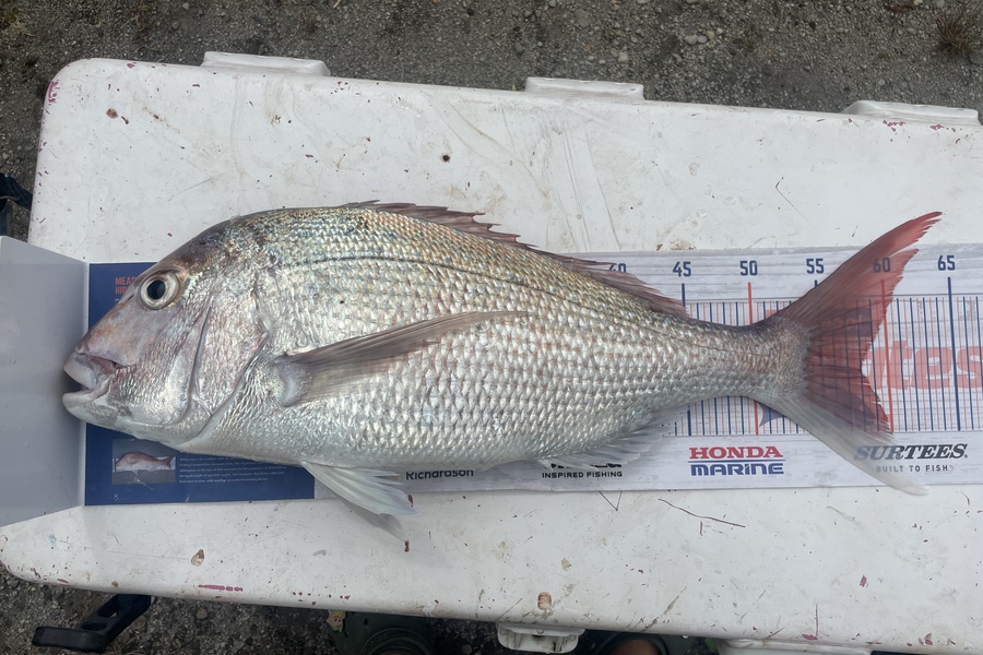 Regan George caught this 58.0cm Snapper at Taranaki during The Export NZ Fishing Competition