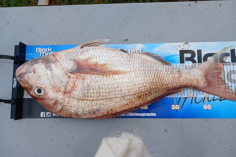 Mark  Cameron  caught this 65.0cm Snapper at Waikato during The Export NZ Fishing Competition