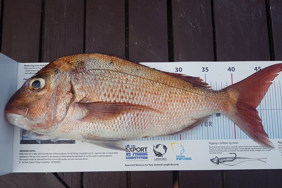 Paul  Alexander caught this 44.0cm Snapper at Northland during The Export NZ Fishing Competition