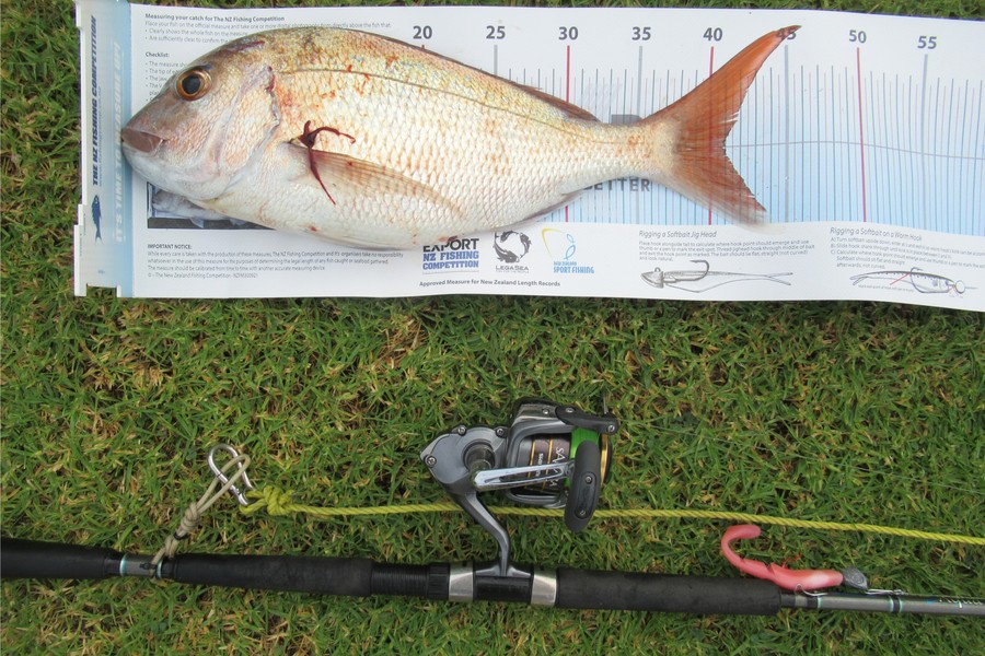David Wilson caught this 41.0cm Snapper at Bay of Plenty during The Export NZ Fishing Competition