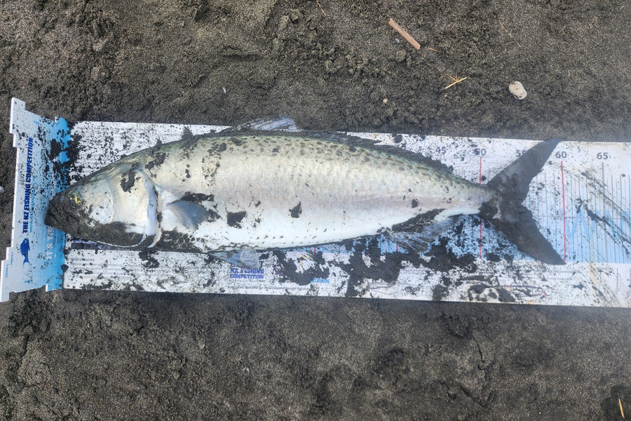 Dan Hunia caught this 54.5cm Kahawai at Taranaki during The Export NZ Fishing Competition