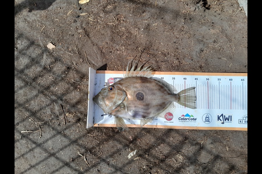 Sam Griggs caught this 45.0cm John Dory at Taranaki during The Export NZ Fishing Competition