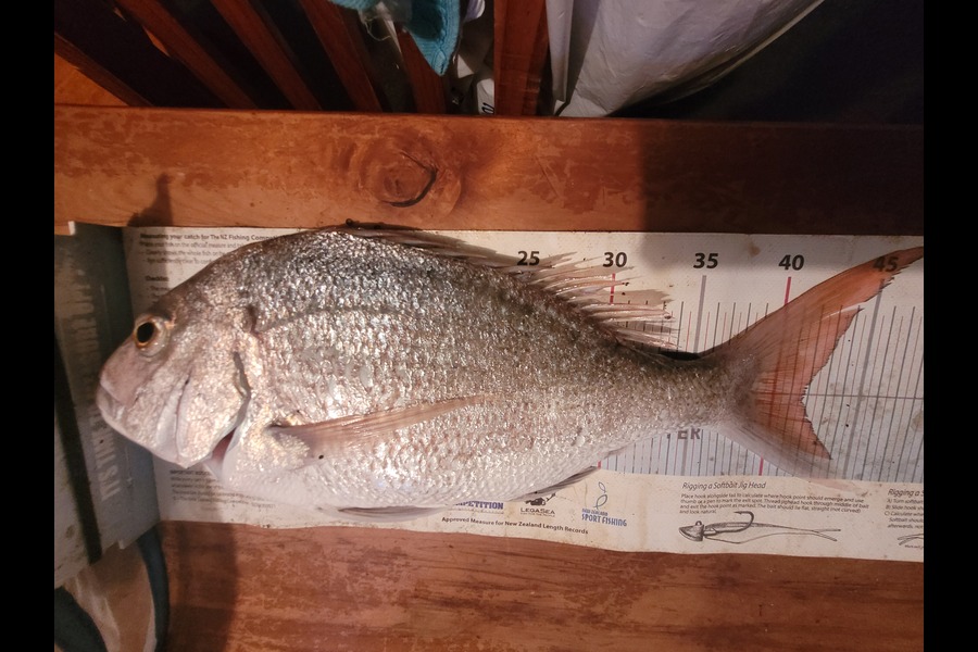 Crystal McRoberts caught this 41.5cm Snapper at Hawkes Bay during The Export NZ Fishing Competition