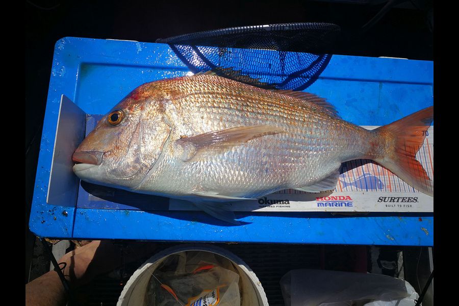 Leigh Page caught this 66.5cm Snapper at Wellington during The Export NZ Fishing Competition