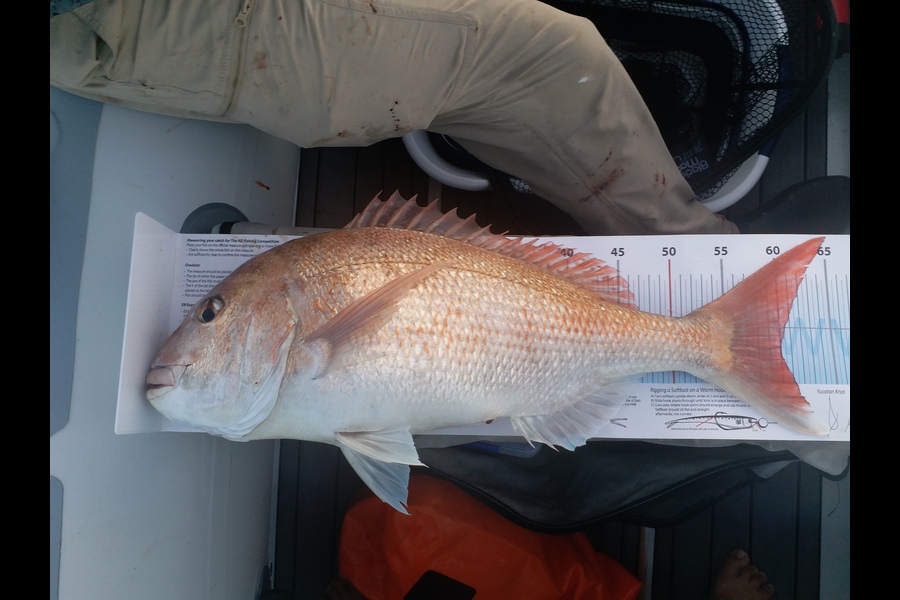 Kane Hartill caught this 60.0cm Snapper at Nelson/Marlborough during The Export NZ Fishing Competition