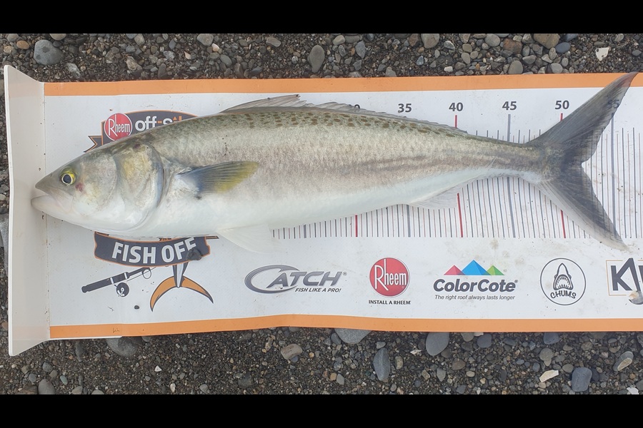 Pat Barrett caught this 52.0cm Kahawai at Wellington during The Export NZ Fishing Competition