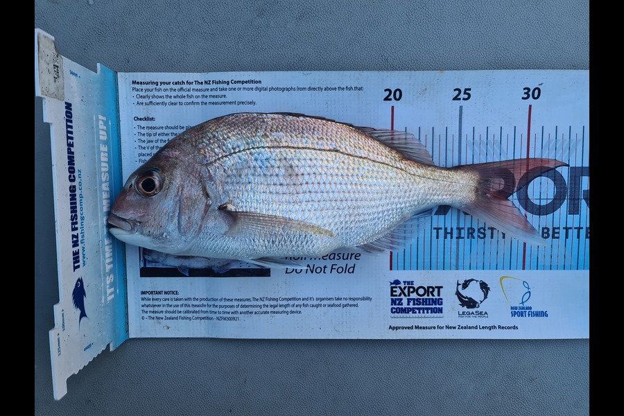 Scott Bassett caught this 28.5cm Snapper at Wellington during The Export NZ Fishing Competition