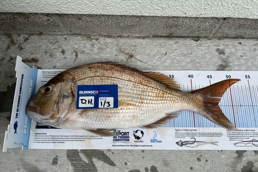 Duncan  Hammon  caught this 46.0cm Snapper at Bay of Plenty during The Export NZ Fishing Competition