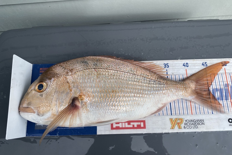 Mark Hinge caught this 45.0cm Snapper at Northland during The Export NZ Fishing Competition