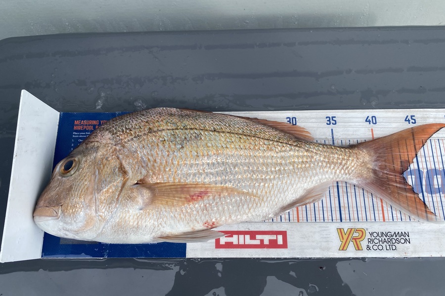 Mark Hinge caught this 43.0cm Snapper at Northland during The Export NZ Fishing Competition