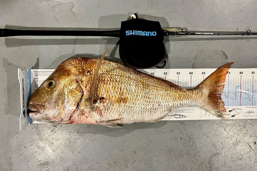 Werner Oosthuizen caught this 72.0cm Snapper at Auckland during The Export NZ Fishing Competition