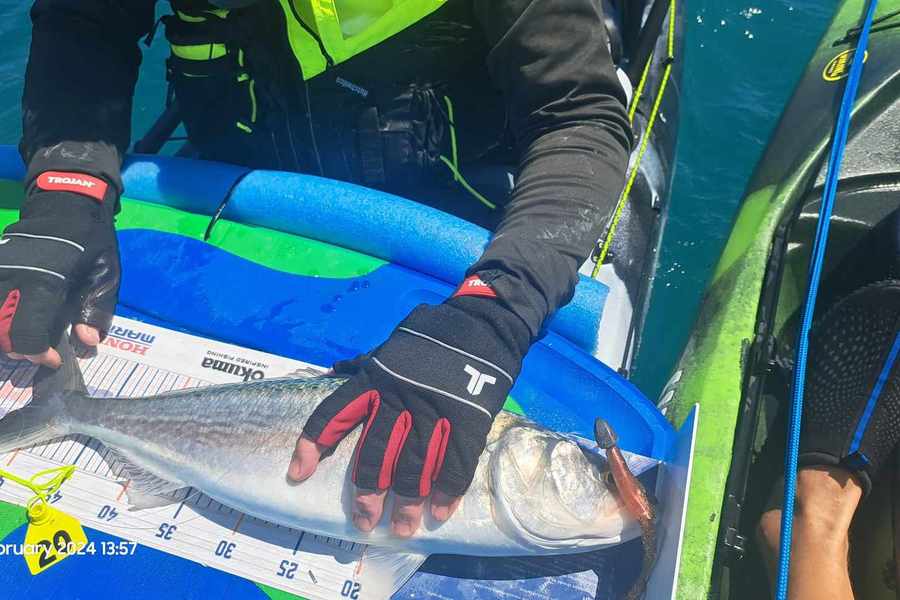 Liam Ireton caught this 51.5cm Kahawai at Bay of Plenty during The Export NZ Fishing Competition