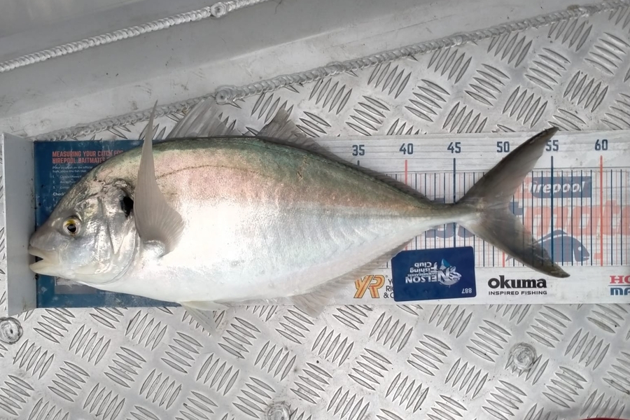 Carol Brannen caught this 50.5cm Trevally at Nelson/Marlborough during The Export NZ Fishing Competition