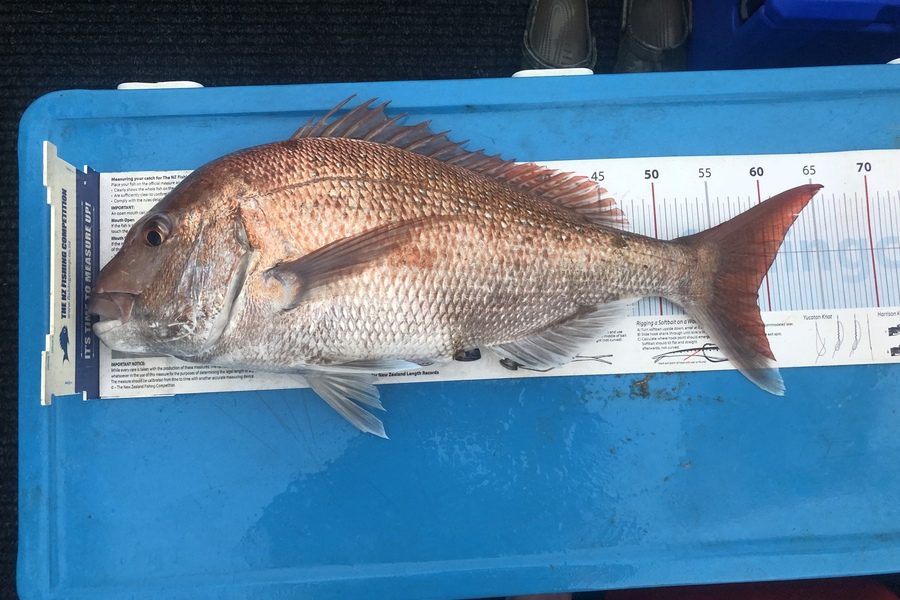 Andrew Morgan caught this 59.0cm Snapper at Nelson/Marlborough during The Export NZ Fishing Competition
