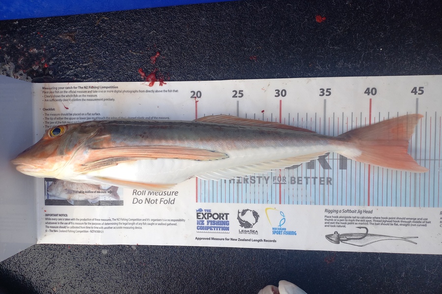 Andrew Tohu caught this 44.0cm Gurnard at Northland during The Export NZ Fishing Competition