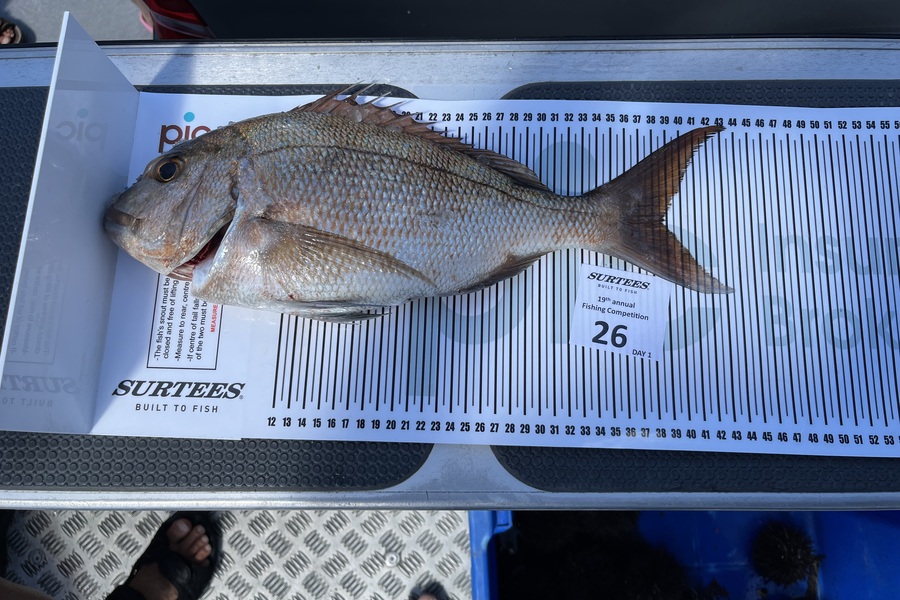 Allen Wardlaw caught this 38.5cm Snapper at Bay of Plenty during The Export NZ Fishing Competition