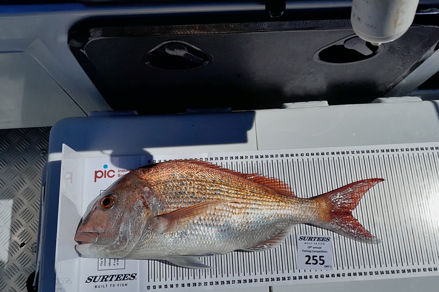 Wajira Soorijahetti caught this 50.0cm Snapper at Bay of Plenty during The Export NZ Fishing Competition