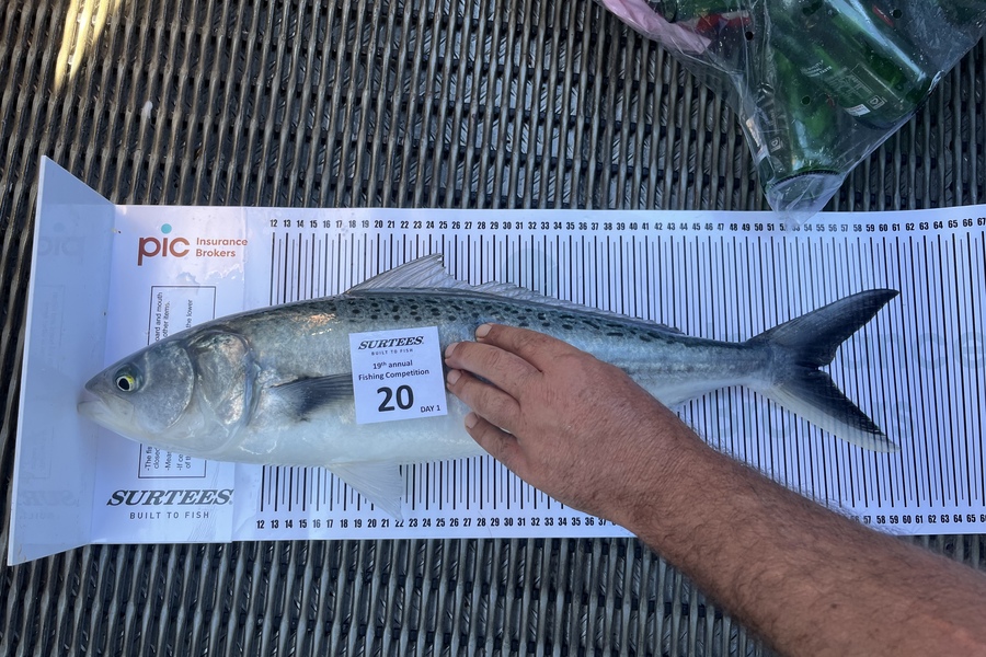 Craig Treneman caught this 54.0cm Kahawai at Bay of Plenty during The Export NZ Fishing Competition