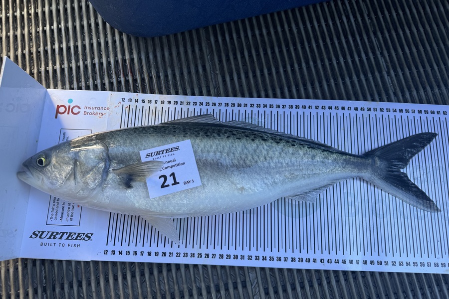 Graham Hodges caught this 54.0cm Kahawai at Bay of Plenty during The Export NZ Fishing Competition
