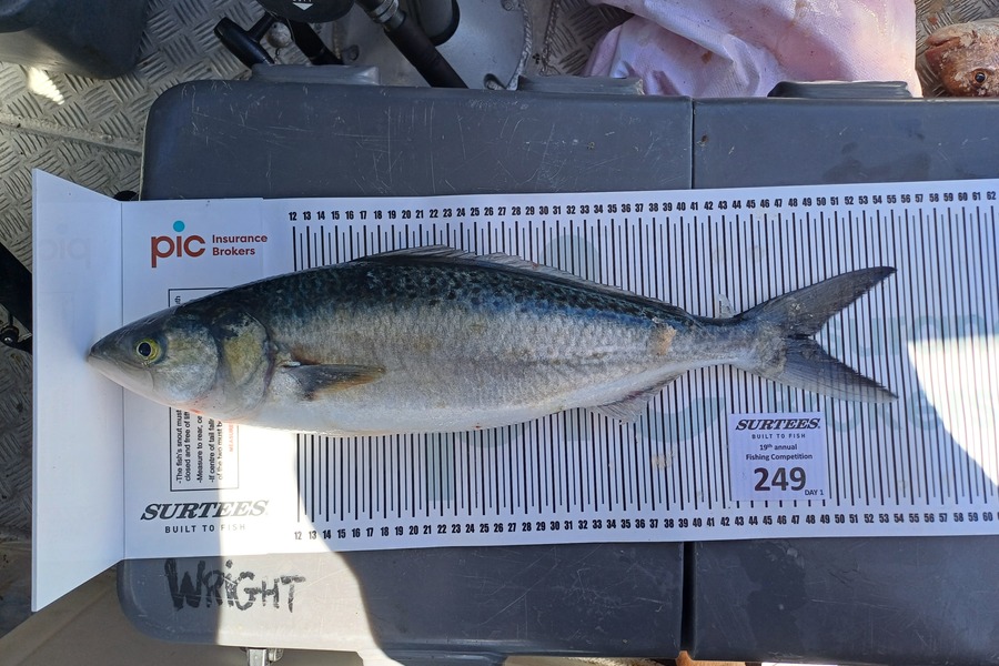 James Wright caught this 48.5cm Kahawai at Bay of Plenty during The Export NZ Fishing Competition