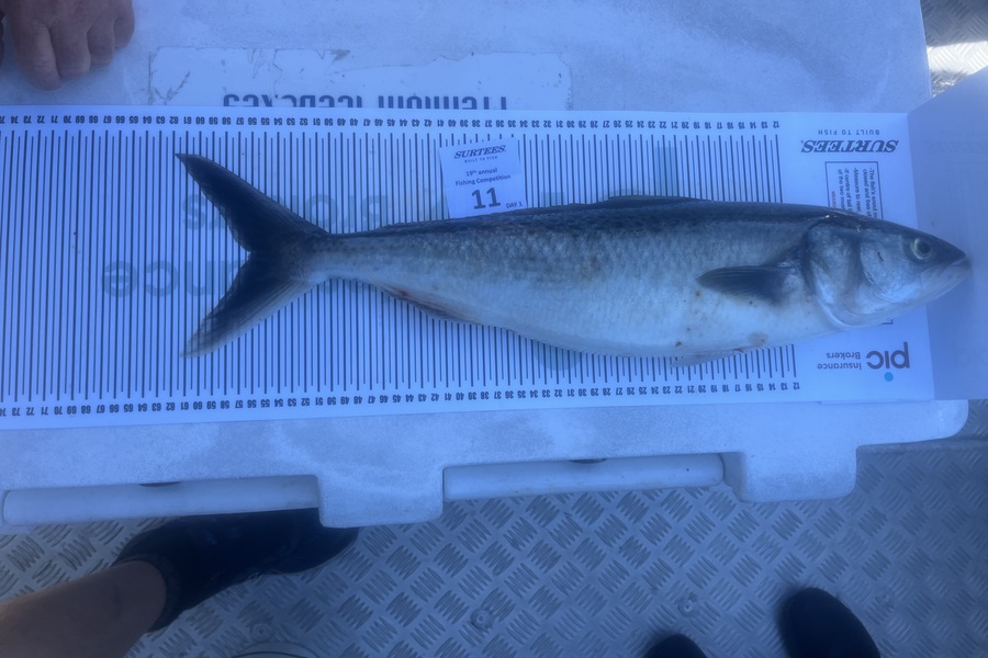Rhys Sutton caught this 56cm Kahawai at Waikato during The Export NZ Fishing Competition