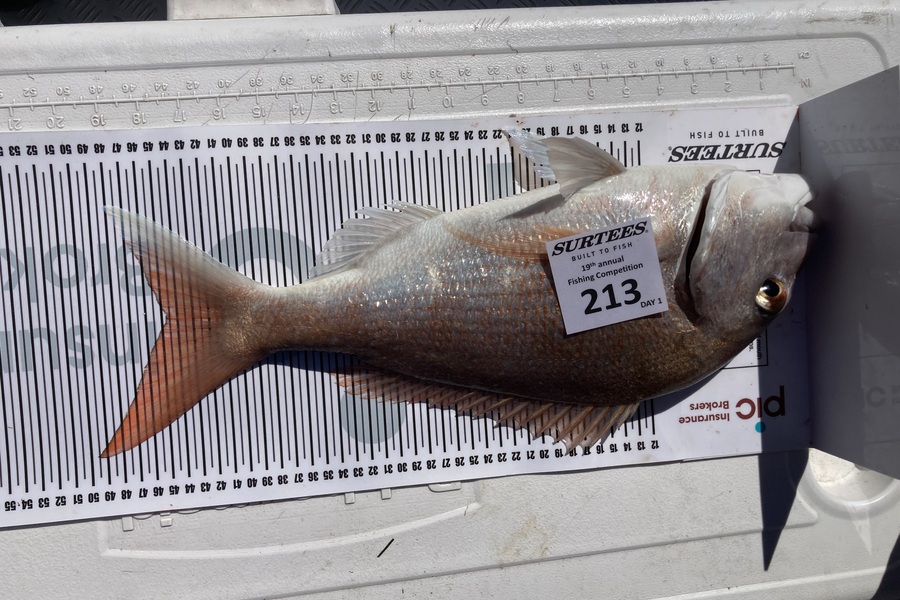 Frank Lamborn caught this 44.5cm Snapper at Bay of Plenty during The Export NZ Fishing Competition