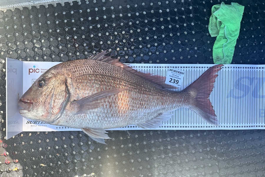 Sam Cook caught this 68.5cm Snapper at Bay of Plenty during The Export NZ Fishing Competition