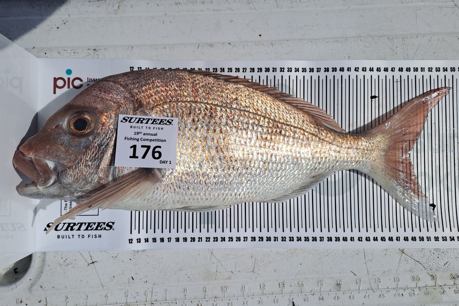 Andrew  Melville caught this 49.0cm Snapper at Bay of Plenty during The Export NZ Fishing Competition