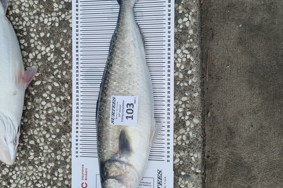 Sean Batt caught this 54.0cm Kahawai at Bay of Plenty during The Export NZ Fishing Competition