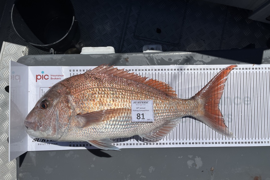 Stuart Mitchell caught this 57.0cm Snapper at Bay of Plenty during The Export NZ Fishing Competition