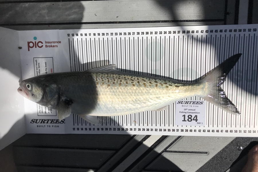 Brian Guptill caught this 46.5cm Kahawai at Bay of Plenty during The Export NZ Fishing Competition