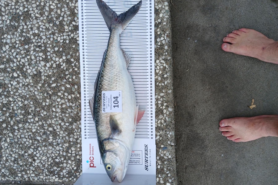 Mark Winslow caught this 52.5cm Kahawai at Bay of Plenty during The Export NZ Fishing Competition