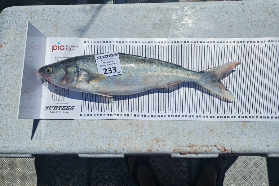 Peter O'Connor caught this 52.5cm Kahawai at Bay of Plenty during The Export NZ Fishing Competition