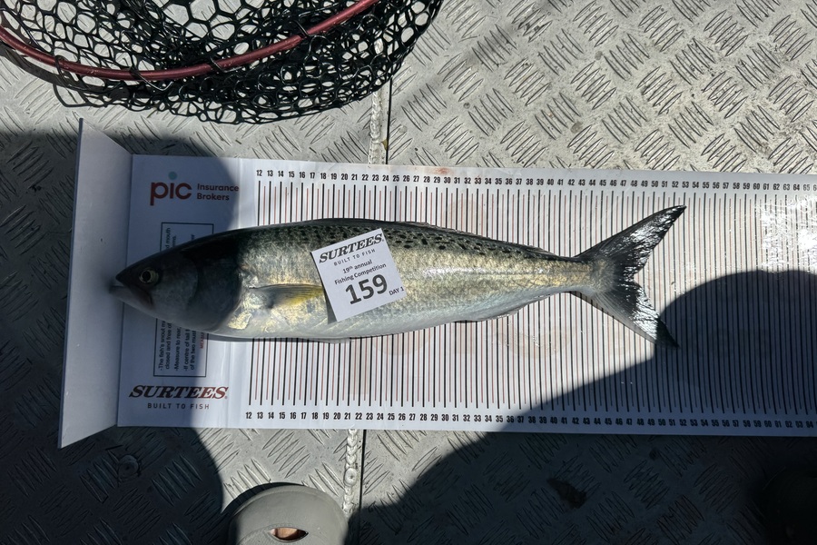 Kevin Johnson caught this 48cm Kahawai at Bay of Plenty during The Export NZ Fishing Competition