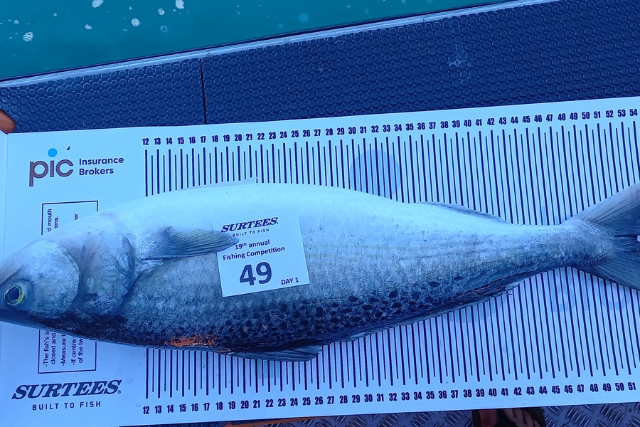 Lindsay Hunt caught this 53.0cm Kahawai at Bay of Plenty during The Export NZ Fishing Competition