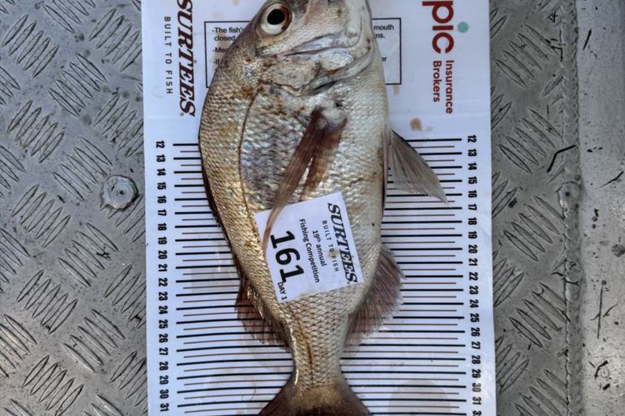 Joseph Johnson caught this 34.5cm Snapper at Bay of Plenty during The Export NZ Fishing Competition