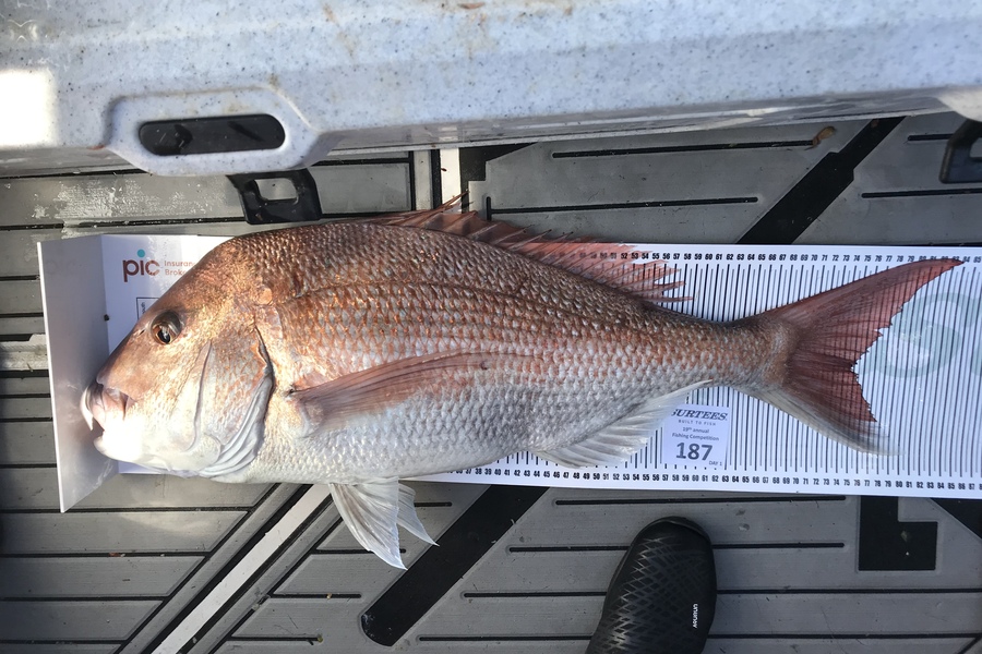 Atiu Maka caught this 74.5cm Snapper at Bay of Plenty during The Export NZ Fishing Competition