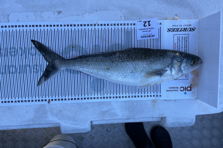 Adrian Carson caught this 46.5cm Kahawai at Bay of Plenty during The Export NZ Fishing Competition