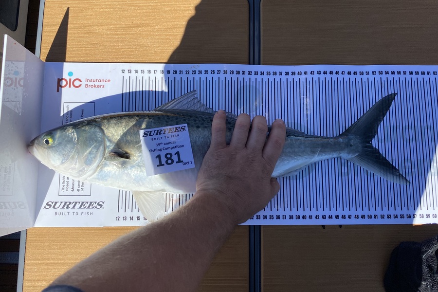 Wayne Proffitt caught this 50.5cm Kahawai at Bay of Plenty during The Export NZ Fishing Competition