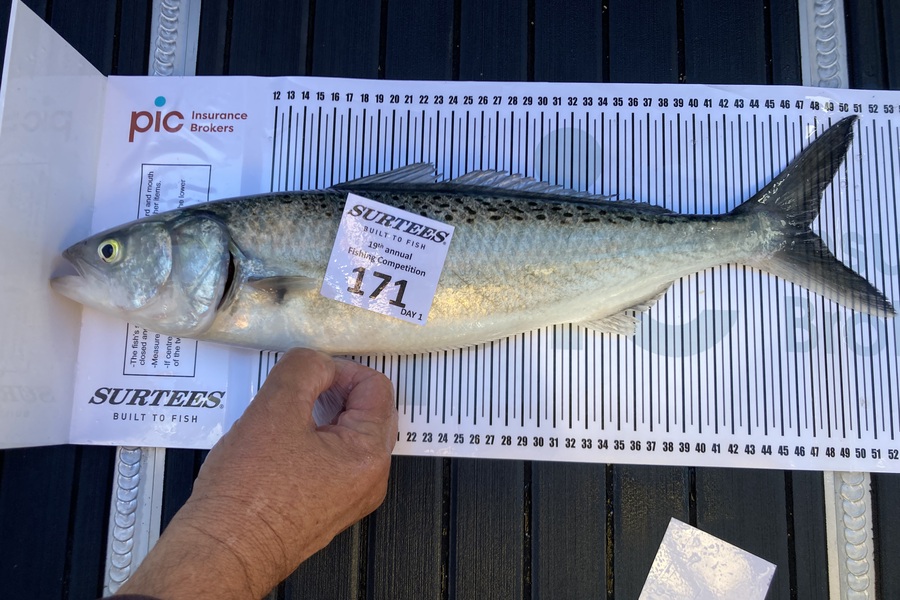 Stuart Urquhart caught this 47.0cm Kahawai at Bay of Plenty during The Export NZ Fishing Competition