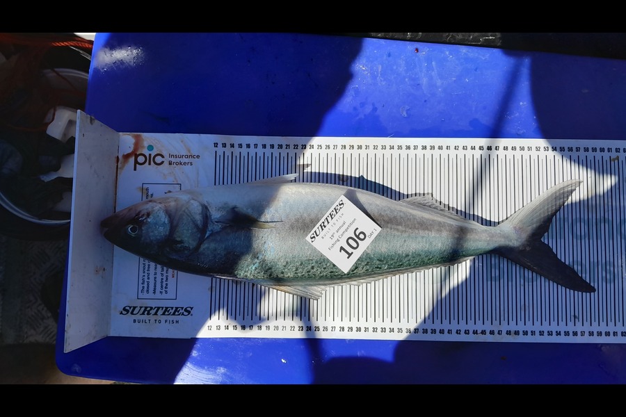Steve Grunsell caught this 52.0cm Kahawai at Bay of Plenty during The Export NZ Fishing Competition