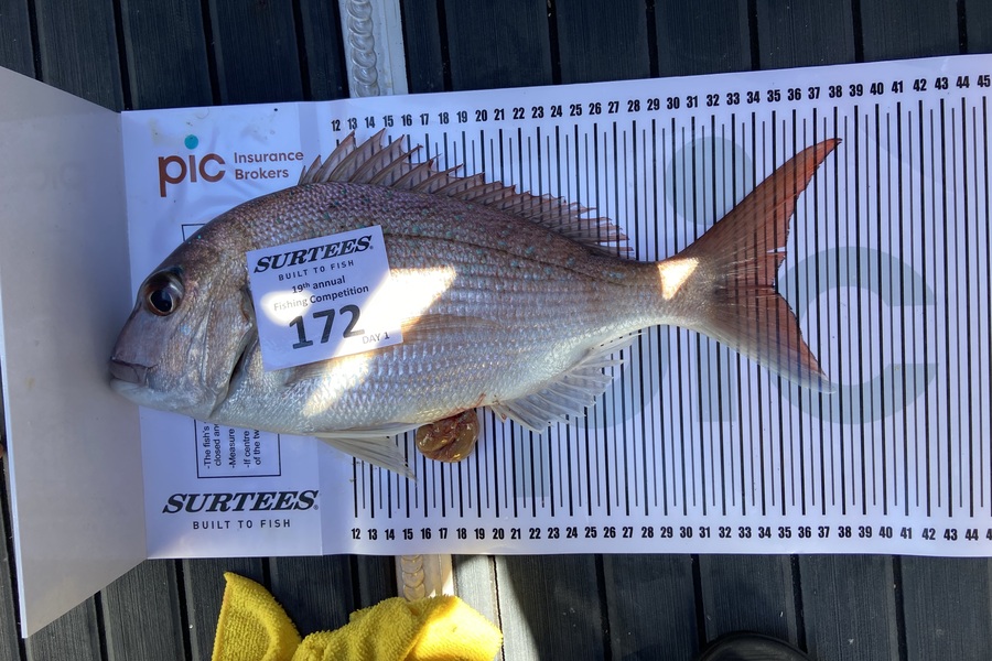 Max Urquhart caught this 35.0cm Snapper at Bay of Plenty during The Export NZ Fishing Competition